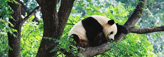 Giant Panda is a signature of China and Chengdu is the best place to get close to lively pandas. Choose a wonderful tour in Chengdu!